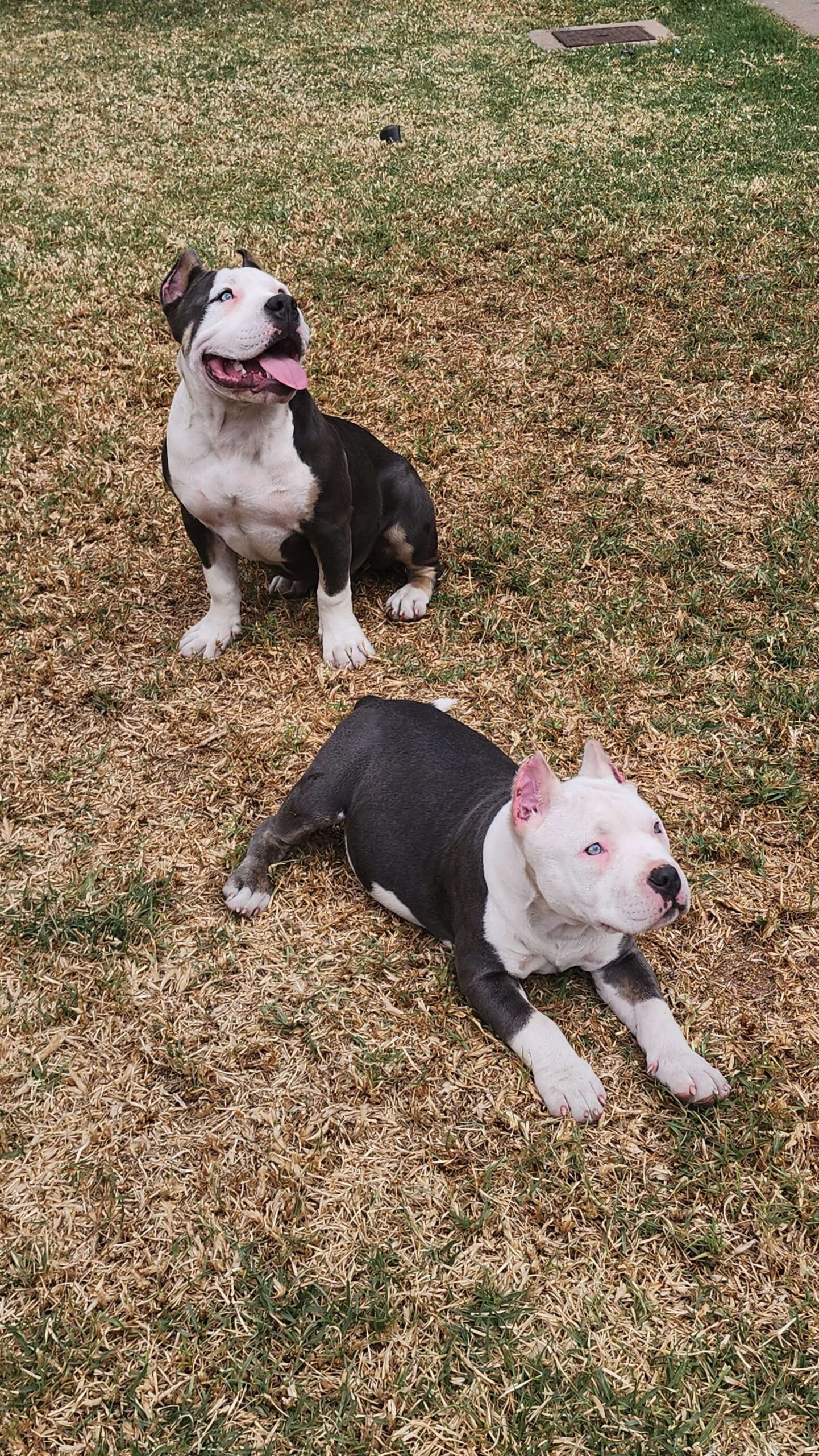 An image of Layla and Xena the American Bully girls on the grass