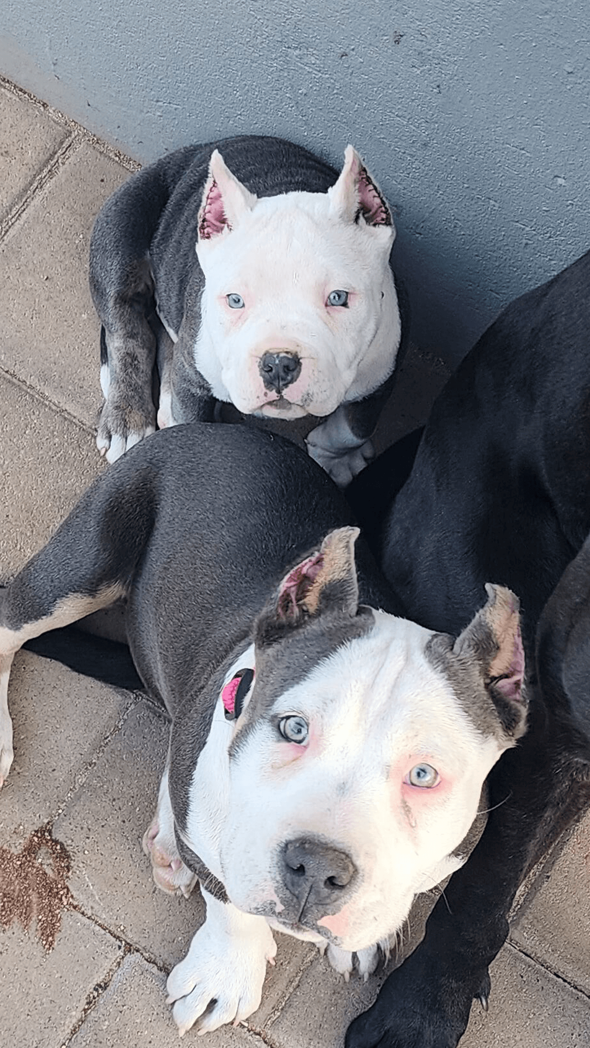 An image of Layla and Xena the American Bully girls