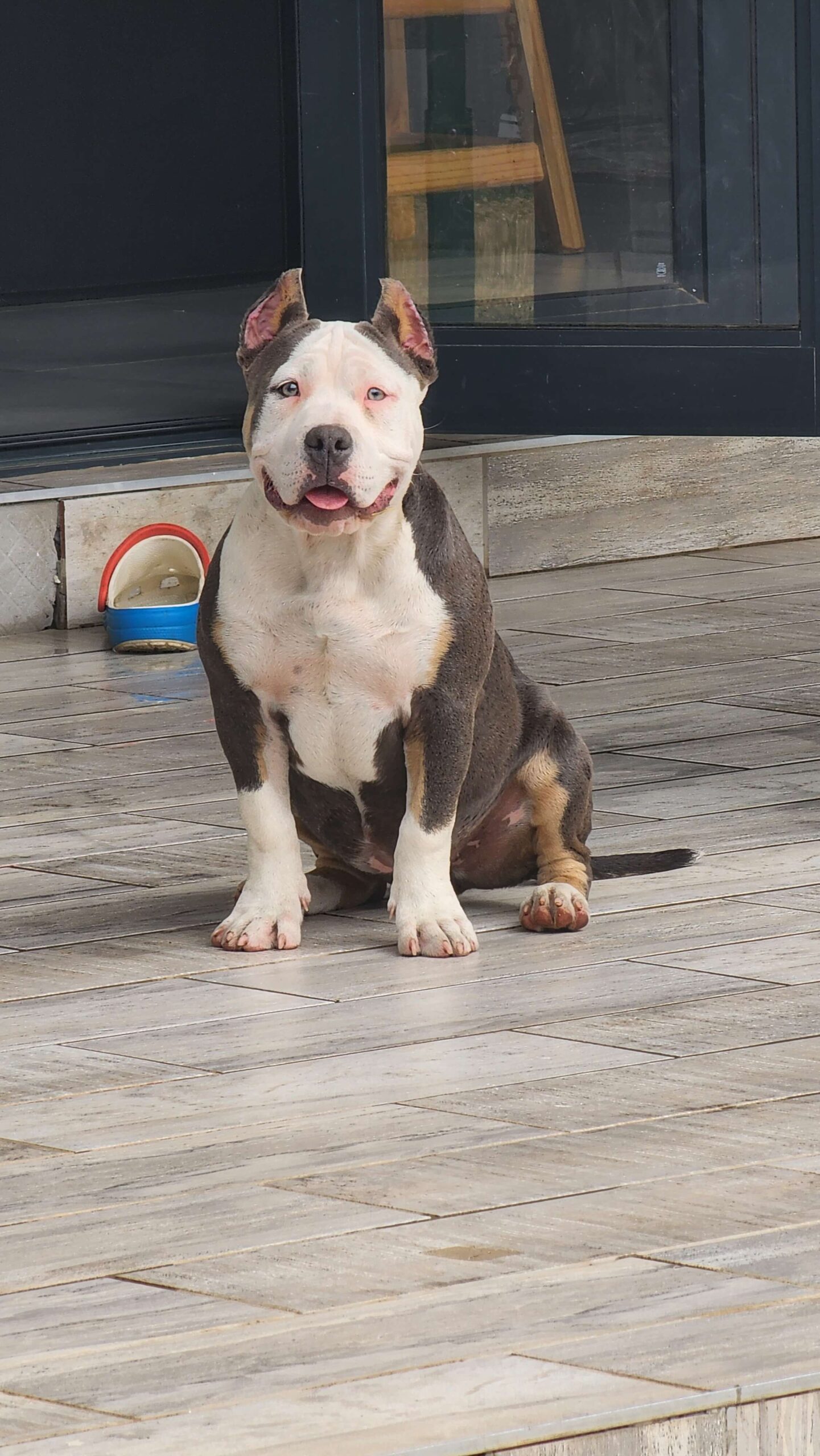 An image of Xena the American Bully