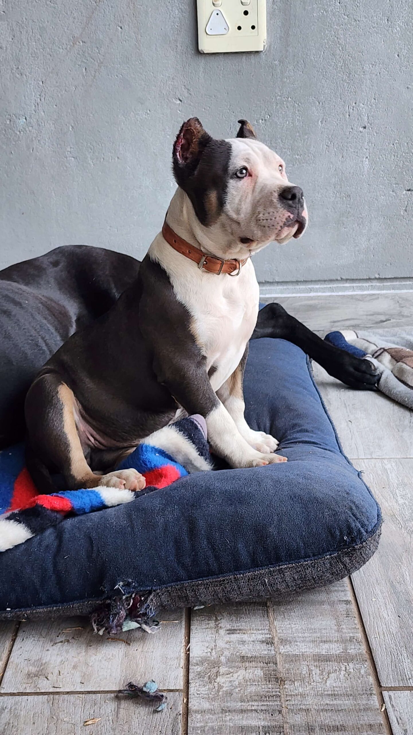 An image of Xena the American Bully onn her bed