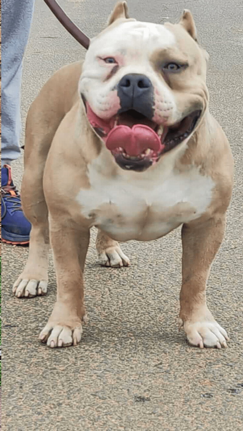 An image of Bimma the American Bully