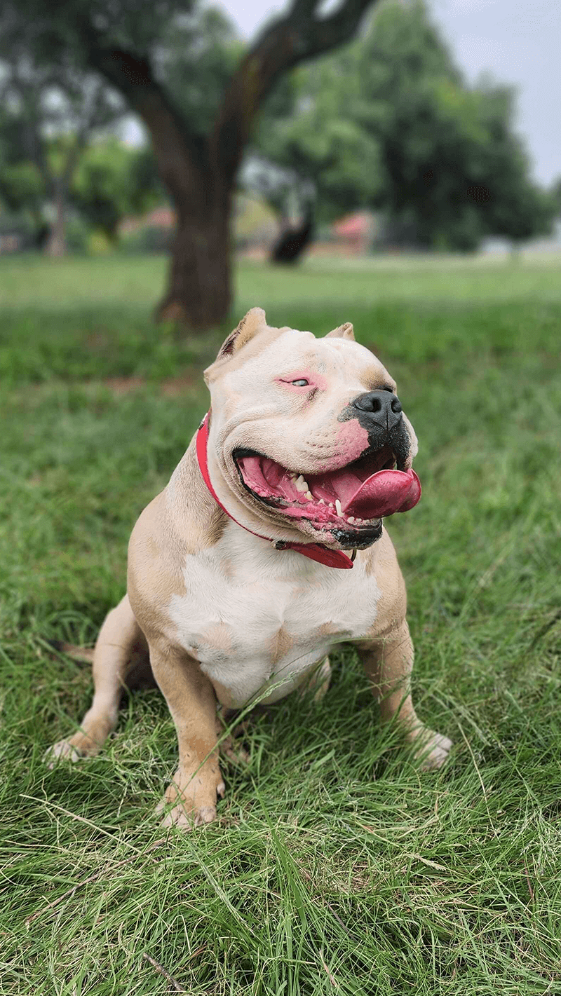 An image of Bimma the American Bully in the park