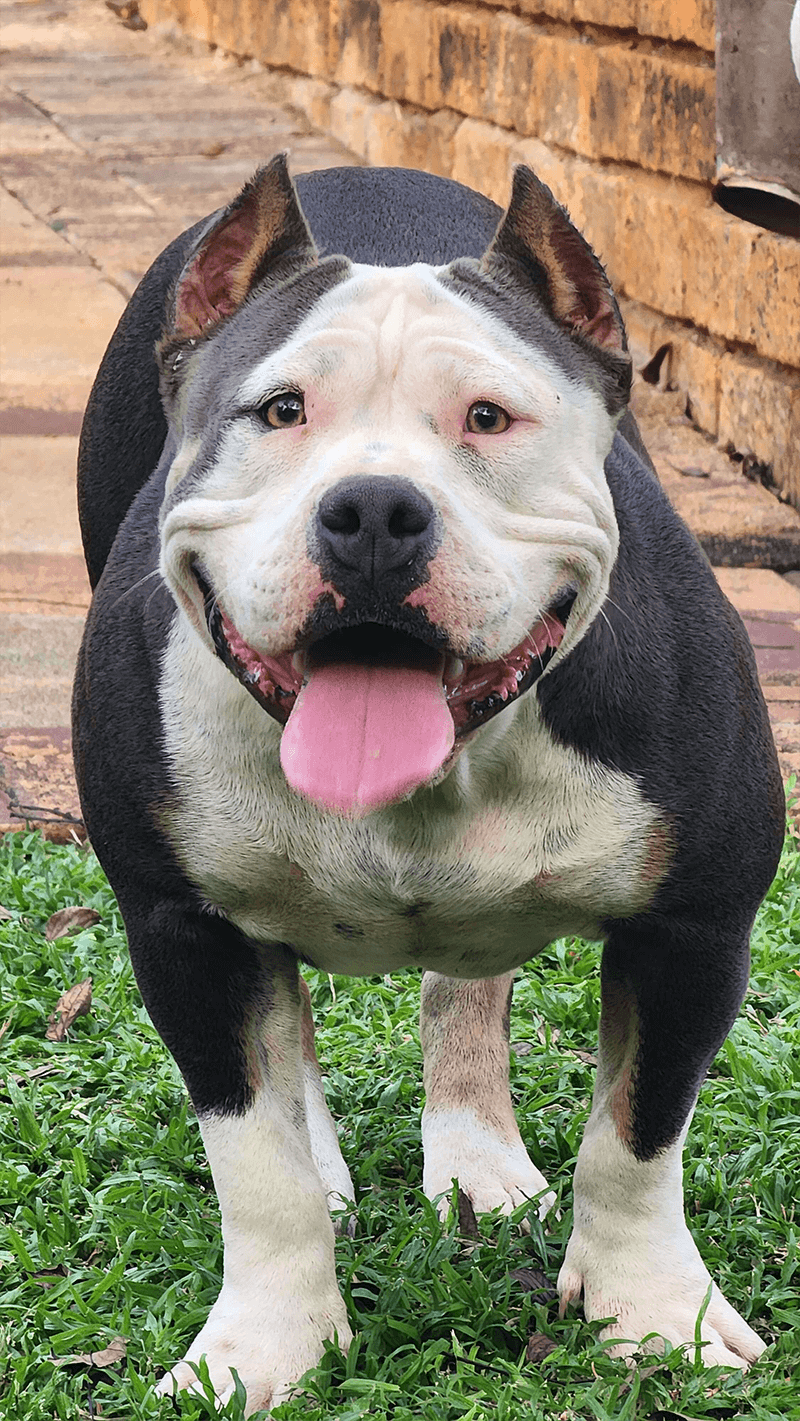 An image of Xena in the garden